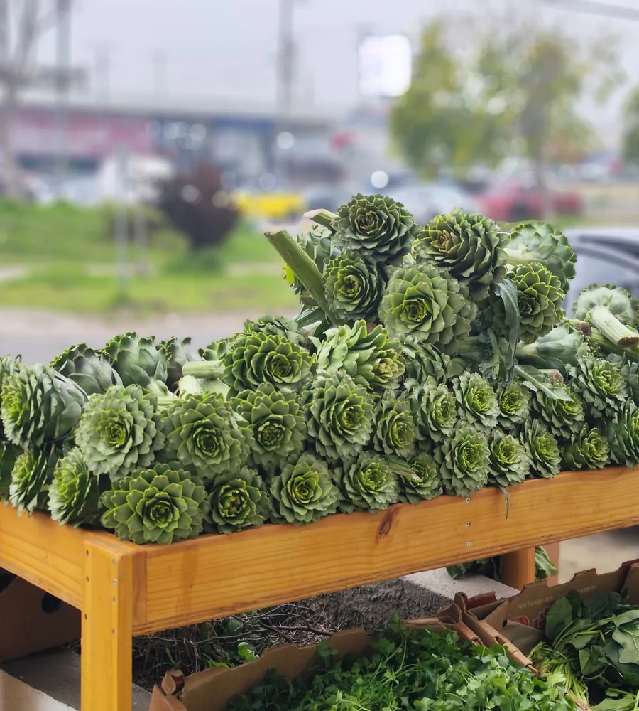 Alcachofas frescas de temporada